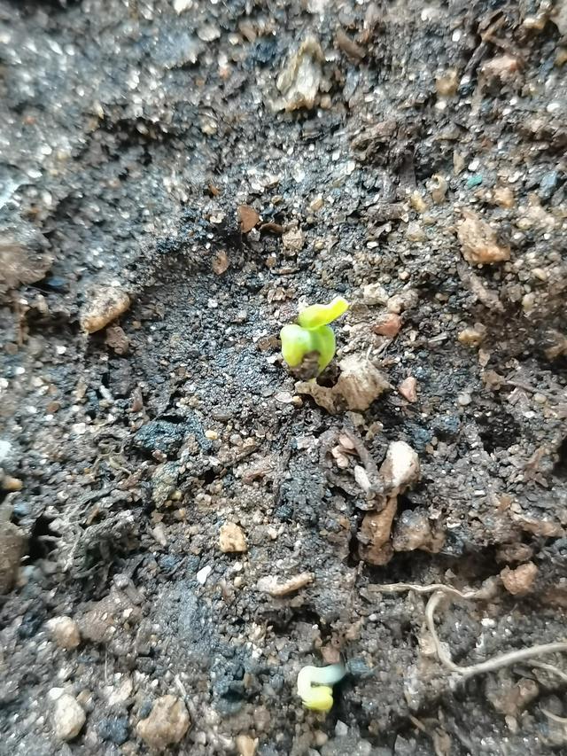 曼陀罗花怎么种,曼陀罗种在土里多久才会发芽(曼陀罗花怎么养殖)