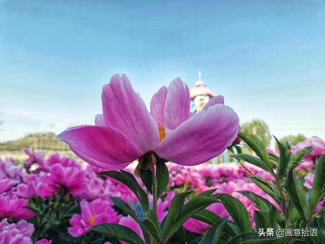 美丽动人是什么意思，美丽动人是形容什么的（邀您领略春末夏初“花相之美”）