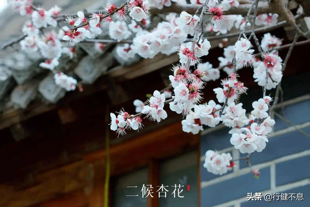 有关杏花的诗句，关于杏花的诗句有哪些（一枝红杏出墙来）