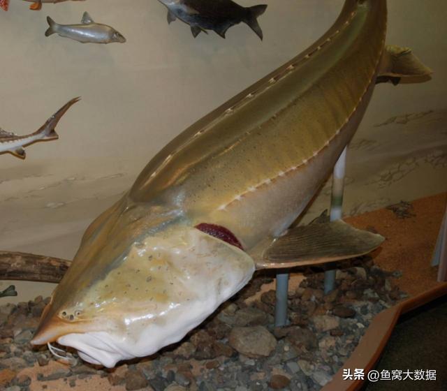 野生鲫鱼一斤多少元，2021鲫鱼多少钱一斤今日鱼价（黑龙江渔民捕获1028斤大鱼）