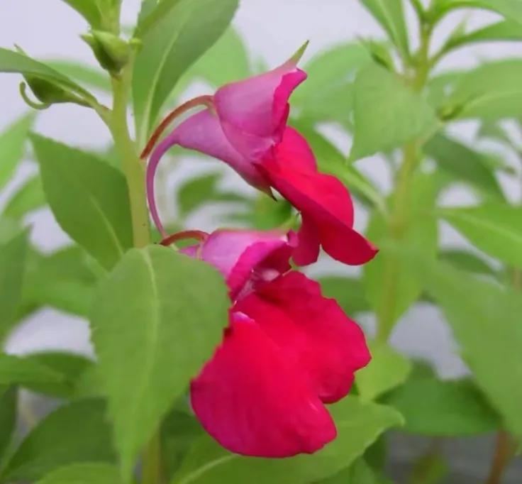 中国凤仙花图片,"指甲花"凤仙花正吐芳华