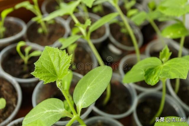 黄瓜水怎么用，黄瓜水怎么做好喝（黄瓜幼苗移栽几天可以施肥）