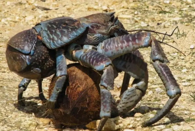 小螃蟹吃什么食物（如今在当地居民餐桌上挣扎着）