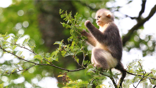 云南特有动物（最接近人类的红嘴唇动物）