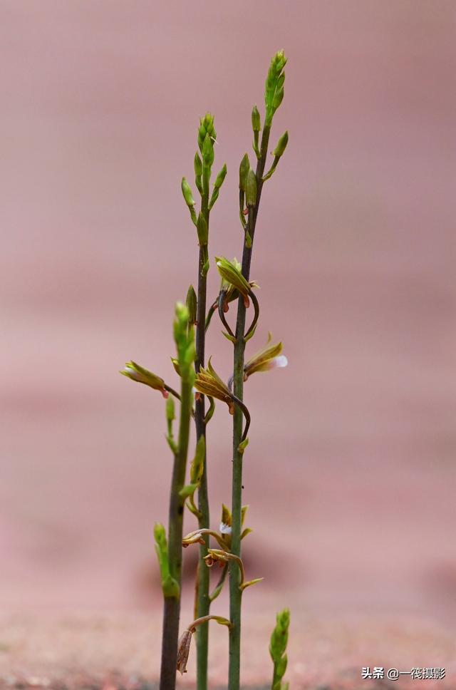 美冠兰,惠东发现珍稀植物"无叶美冠兰"(美冠兰的功效与作用)