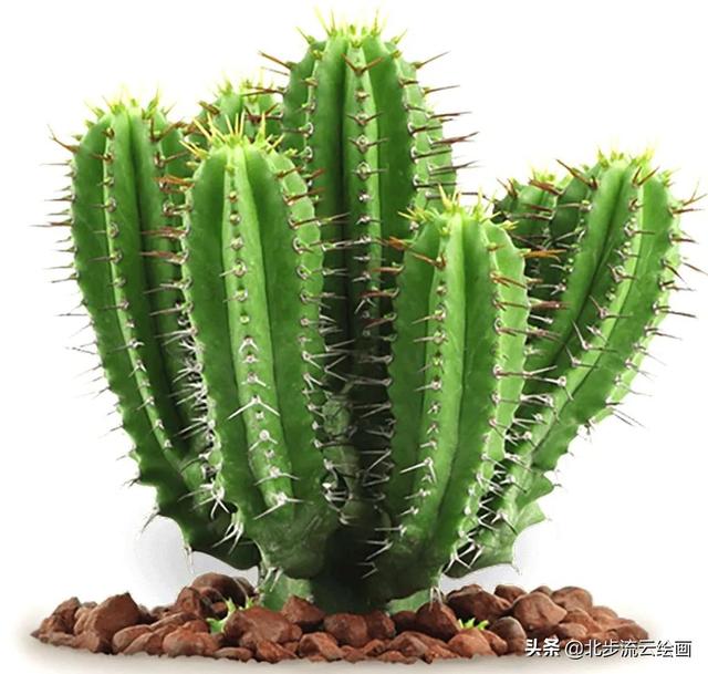 画鱼的图片简单又好看，怎样画鱼比较简单（儿童简笔画教程：仙人掌）