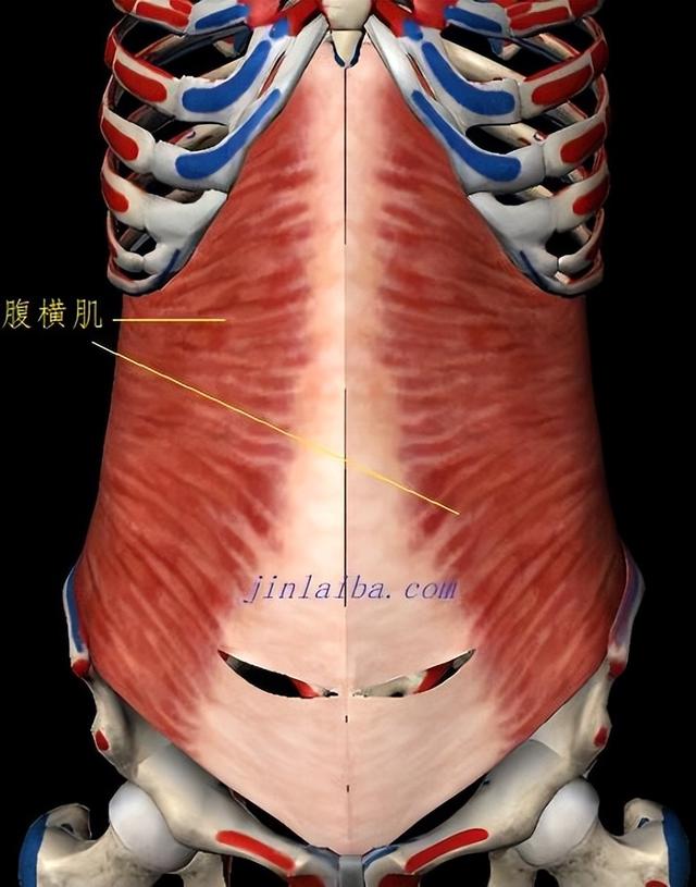 一头肌是什么，一头肌长什么样（骨骼肌的分类）