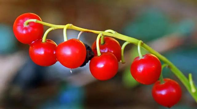 风铃草和铃兰花的区别有哪些，风铃草和风铃花的区别（是一种娇小可爱的观赏花卉）