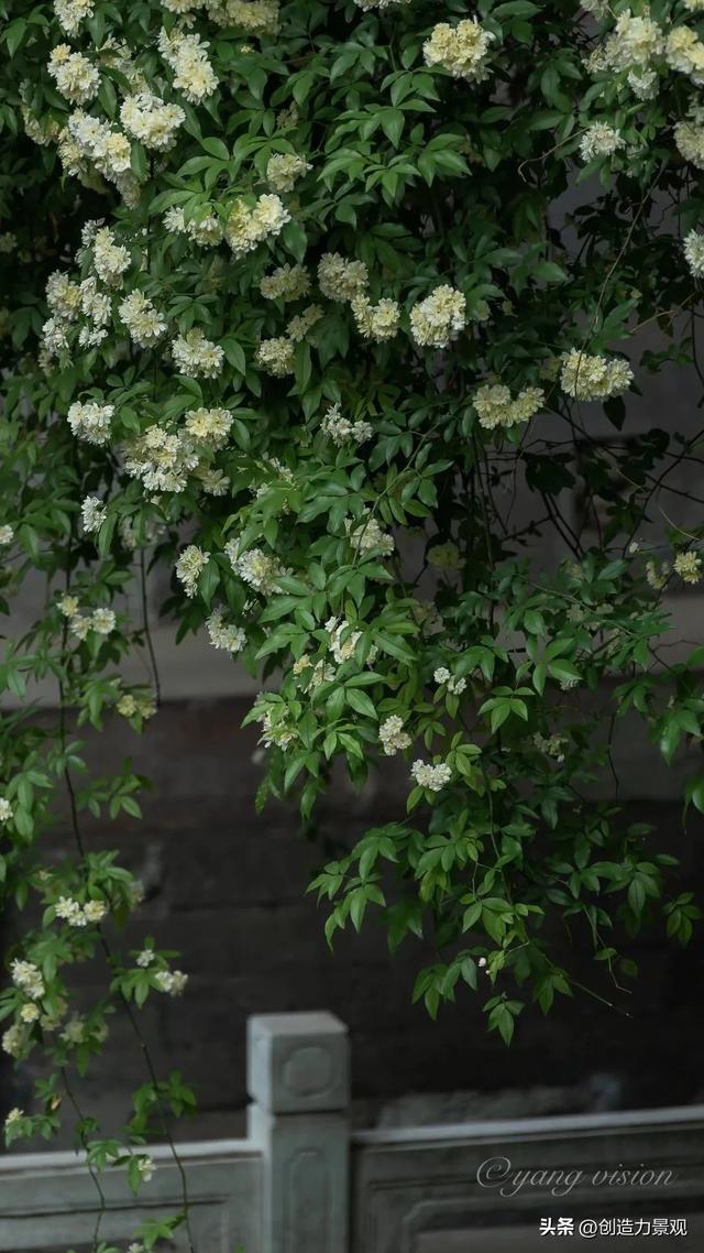 木香花是什么，木香花是什么样子的（美色不逊月季的爬藤植物——木香花）