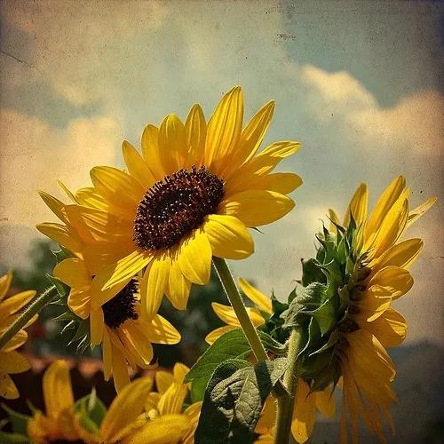 向日葵长什么样，向日葵的茎是什么样的（分享图片，生机勃勃的向日葵）