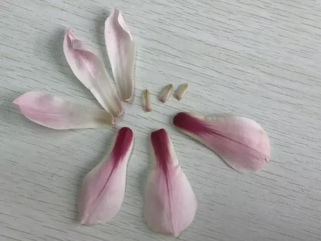 玉兰花几月份开花，玉兰花什么季节开花（玉兰花，了解一下）