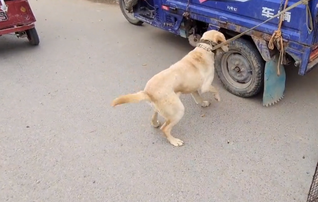 拉布拉多幼犬价格多少钱一只，拉布拉多犬幼犬价格（拉布拉多幼犬价格）