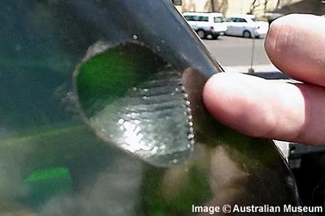 虎鲸和蓝鲸谁厉害，虎鲸vs巨齿鲨vs蓝鲸哪个会赢（深海最凶狠的动物）