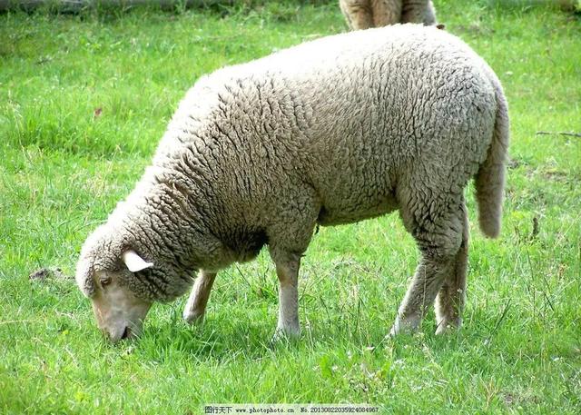 公羊蛋怎么做好吃,羊蛋怎么做好吃(河南方言《臊胡,老臊胡》)