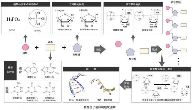 麦芽糖是还原糖吗,麦芽糖是什么做的(高中生物新版必修一全册知识点清单) 麦芽糖是还原糖吗,麦芽糖是什么做的(高中生物新版必修一全册知识点清单)