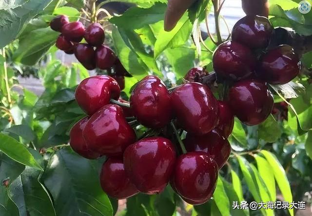 大连是几线城市，大连理工大学城市学院是几本大学（大连市究竟是新一线城市）