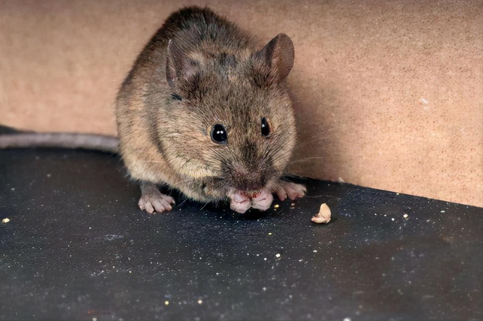 小老鼠图片(四害之首) - 赤虎壹号