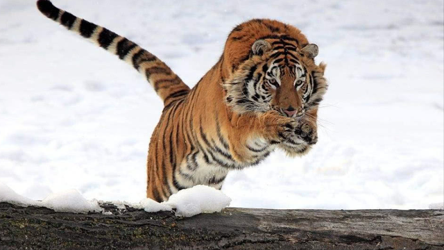 狮子是什么王?森林之王，狮子是什么王（狮子如果碰见了老虎）