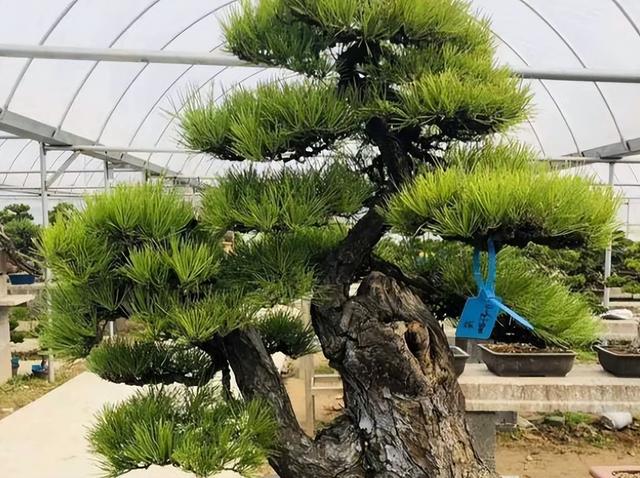 15公分黑松价格，黑松价格表2019价格（选对品种好养耐活）