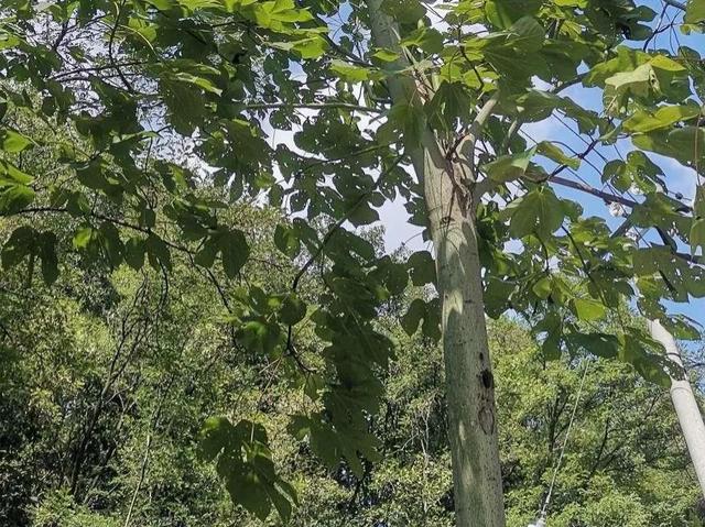 梧桐简介，梧桐的简单介绍和特点（象征着祥瑞）