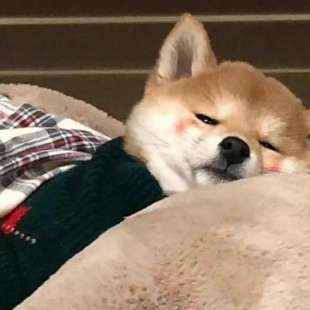 狗头像可爱微信头像，可爱狗狗头像（可爱狗子头像）