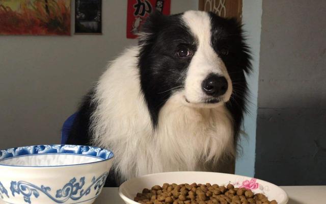 狗和人能生孩子吗，人跟狗会生出孩子吗（为啥狗狗会和母亲“近亲繁殖”）