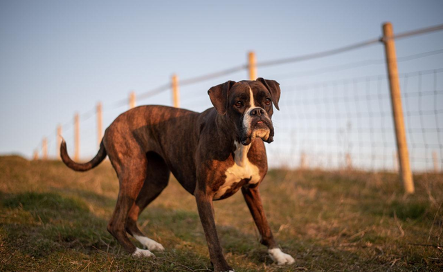 拳师(拳师酱解说),为何养"拳师犬"的人日渐增加(拳