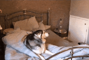 狗狗趴在我身上很快就能睡着，狗狗趴在我身上很快就能睡着为什么（真的是因为爱你吗）