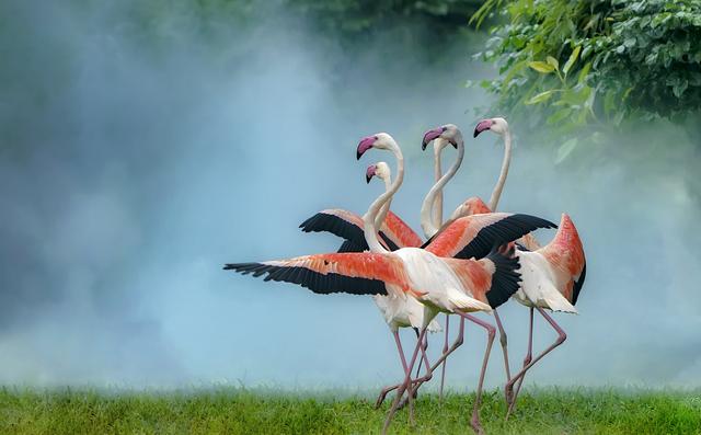 一张图看懂鸟类摄影，什么样的鸟类摄影作品更容易打动人