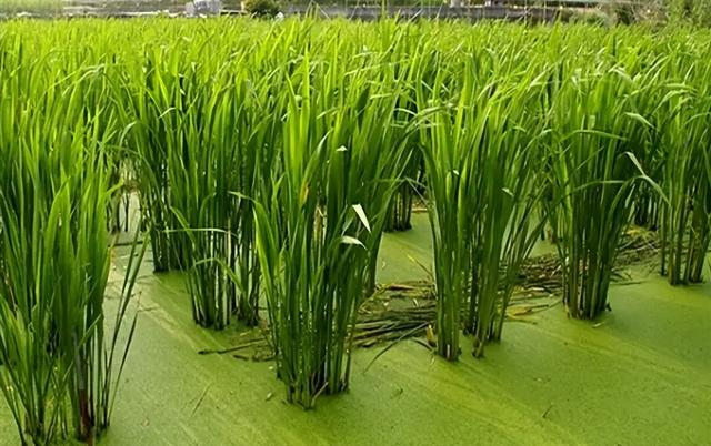 茭白是什么，茭白是什么植物的根茎（茭白：古老的粮食变成蔬菜）