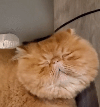 什么猫最温顺且掉毛不多，的4种猫，不易生气，也不记仇
