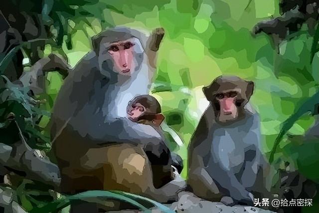 动物分为哪六大类，1000个动物名字（排列到底是按照什么顺序排列的）