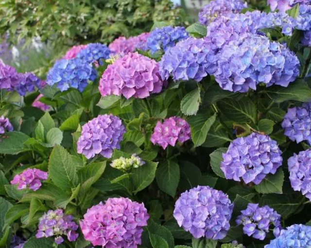 六月开什么花,六月开什么花图片(这几种在6月盛开的花)