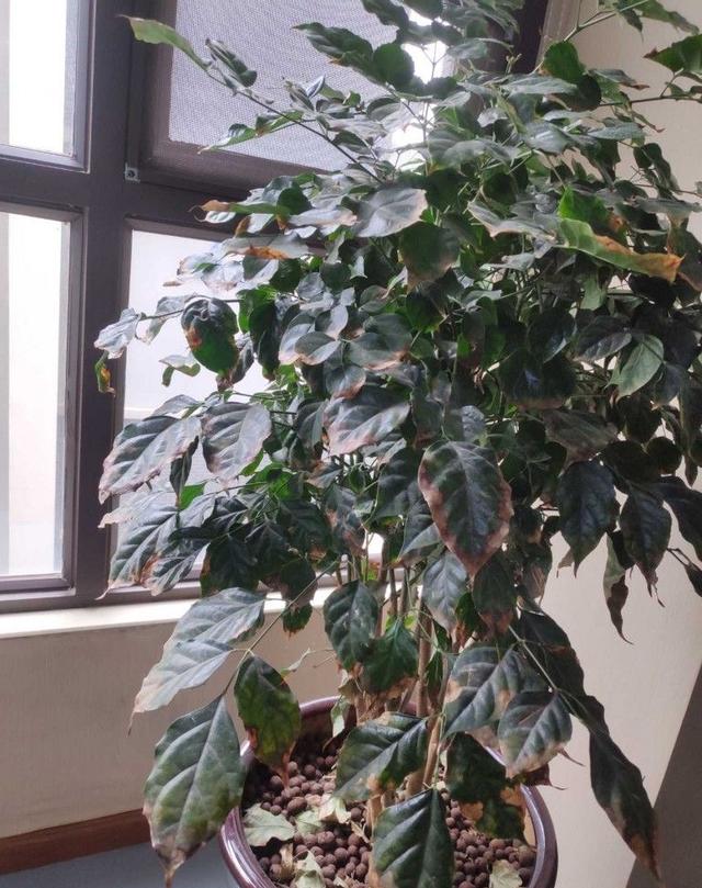 幸福树开花图片，夏季怎么养护幸福树（室内客厅养幸福树）