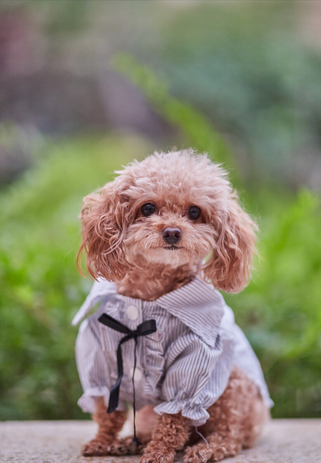 家庭适合养什么犬，十大最适合家庭养的宠物狗（9种最适合养的狗狗）