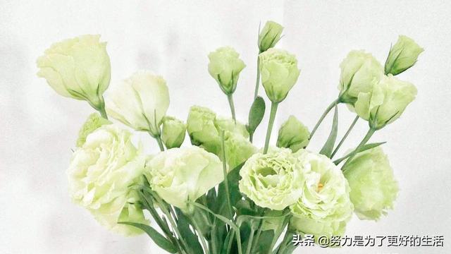 薄荷花的花语是什么，那些令人惊艳的花语