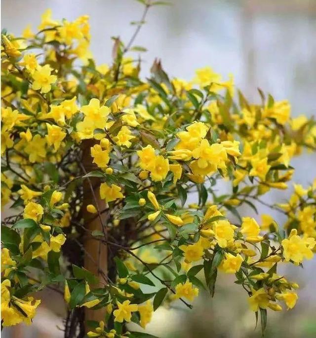 法国香水花，堪称开花界“航空母舰”（法国香水花有毒吗）