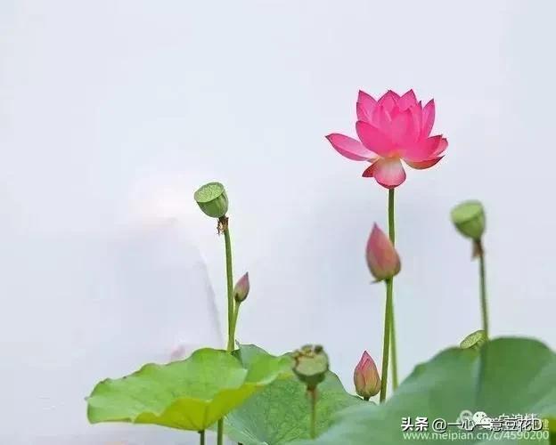 青春不老的唯美句子，青春不老的句子（七言诗 青春不老）