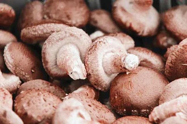 香菇和什么不能一起吃，香菇和什么不能一起吃会过敏（菜农教你一个不外传选购诀窍）