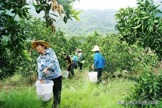 硫酸钾复合肥，氯化钾、硫酸钾、硝酸钾（硫酸钾复合肥15-15-15多少钱一吨）