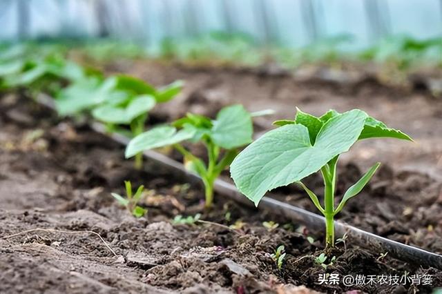 腐殖酸是什么东西，腐殖酸有哪些用途（氨基酸、腐殖酸、海藻酸3种肥料有何区别）