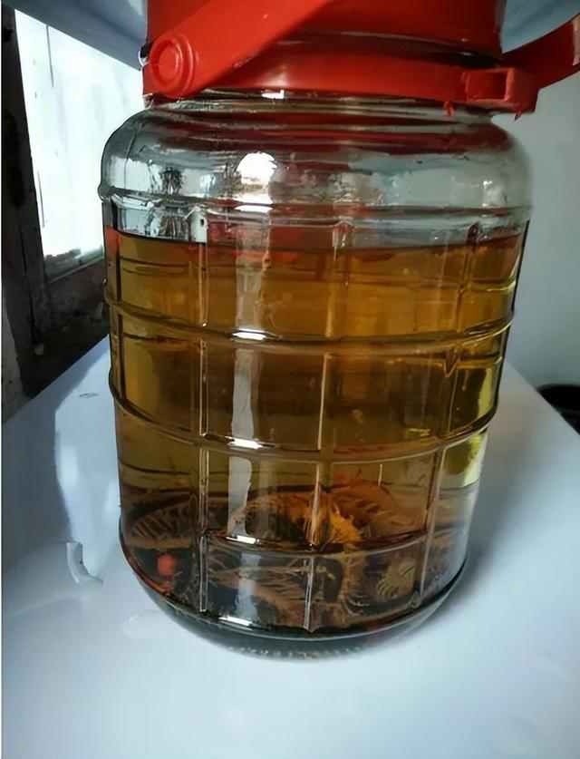 蜈蚣为什么不能打死，阴虱虫子图片（海关截获5条“世界最大、最毒”蜈蚣）