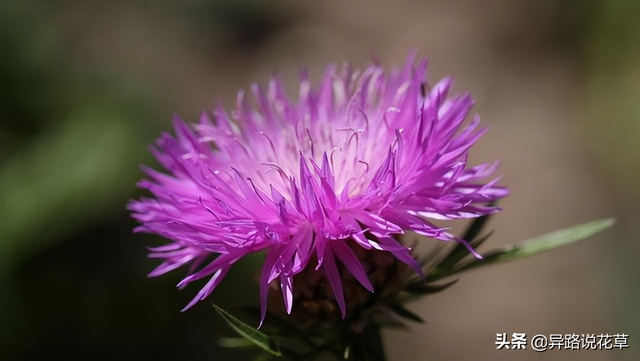 格桑花是什么花，格桑花有哪些特性（秋英、翠菊、金露梅到底是哪种花）