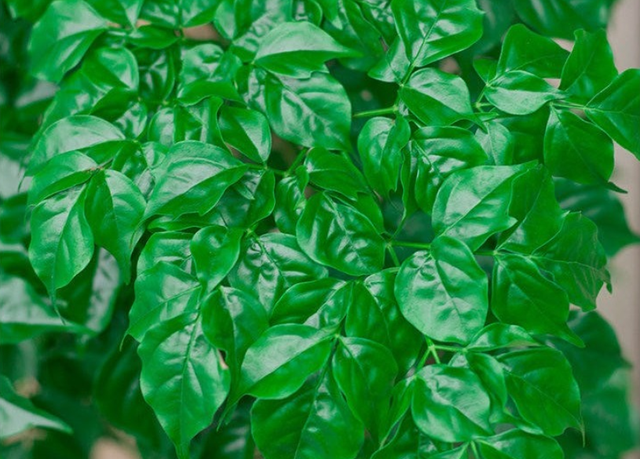 盆栽树种有哪些，适合盆栽的5种吉利树