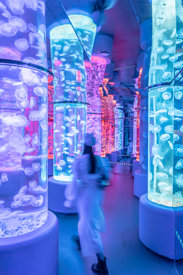 深圳海洋世界攻略，海洋馆、水秀剧场、梦幻巡游…在这里全都有