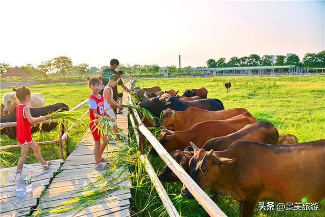 暑假带孩子去哪里旅游最好广东，广东暑假适合去哪里旅游（广州有个南方版的草原牧场美景）
