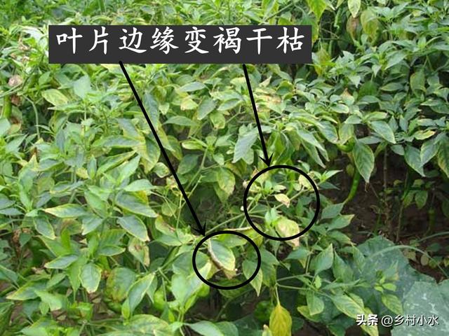 怎么判断尖椒、辣椒辣不辣，什么样尖椒不辣（辣椒老叶发黄，是缺镁还是病害）