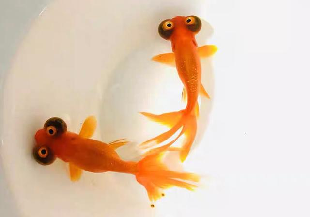 兰寿金鱼图鉴大全，金鱼品种大全之蛋种金鱼