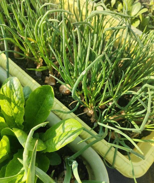 种植小葱技巧，用3个简单的小方法