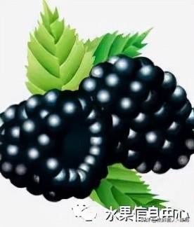 浆果是什么，浆果是什么软件（不同水果的不同包装<浆果篇>）